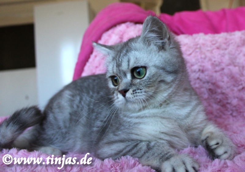 Britisch Kurzhaar blue silver tabby